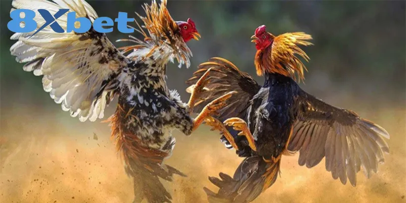 Kinh Nghiệm Xem Đá Gà Online An Toàn, Tránh Bị Lừa Đảo